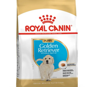 BHN Golden Retriever Puppy - 13.6